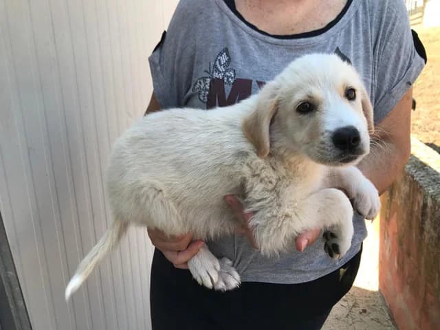 Simon, male 3yo Mixed Breed for adoption at ProTier e.V.