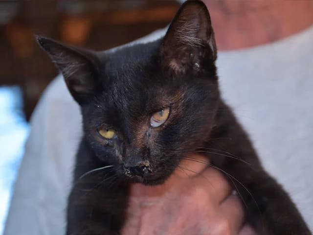 Mora, female 3yo European Shorthair for adoption at ProTier e.V.