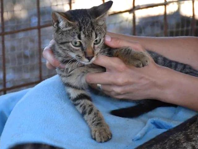 Morris, male young European Shorthair for adoption at ProTier e.V.