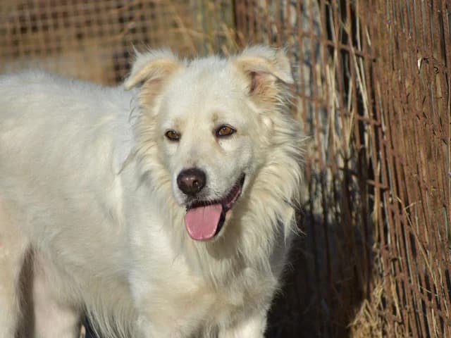 Leone, male senior mixed breed for adoption at ProTier e.V.