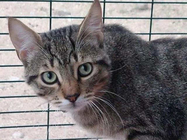 Ilver, male young mixed breed for adoption at ProTier e.V.