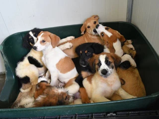 Onico, male young Mixed Breed for adoption at ProTier e.V.