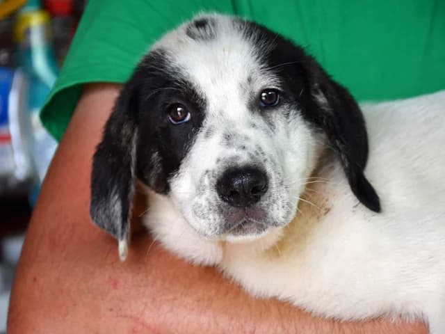 Asterix, male young Mixed Breed for adoption at ProTier e.V.