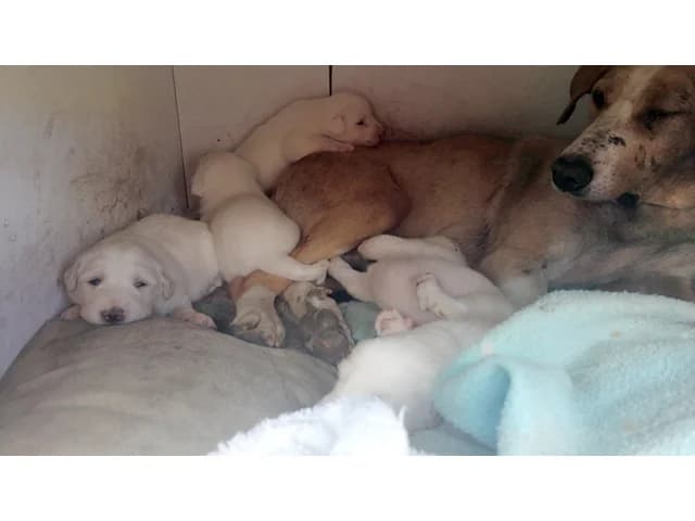 Derek, male young Mixed Breed for adoption at ProTier e.V.