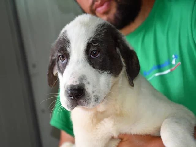Armonia, female young Mixed Breed for adoption at ProTier e.V.