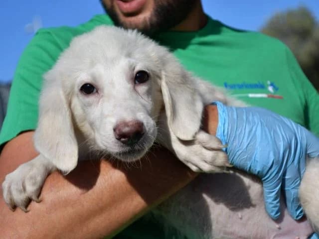 Zorion, weiß male 3yo Mixed Breed for adoption at ProTier e.V.