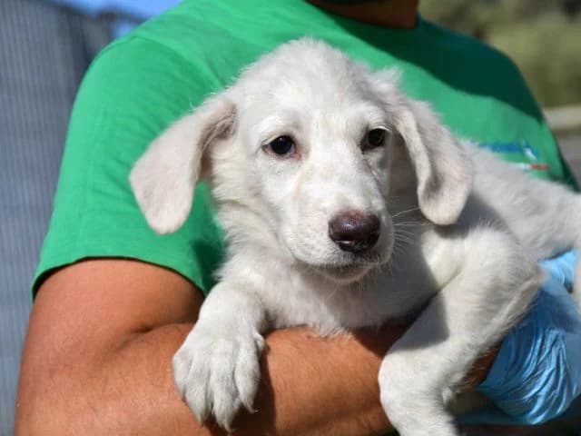 Zorro, male 3yo Mixed Breed for adoption at ProTier e.V.