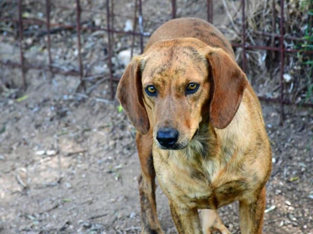 Dabi, female 4yo Mixed Breed for adoption at ProTier e.V.