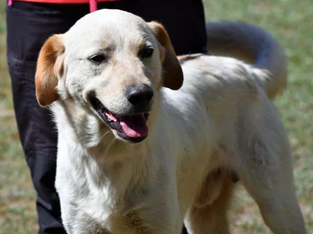 Nik, male 3yo Mixed Breed for adoption at ProTier e.V.
