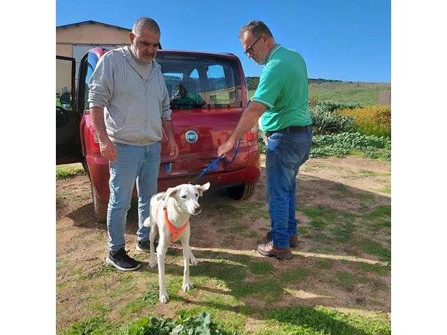Oya, female 4yo Mixed Breed for adoption at ProTier e.V.