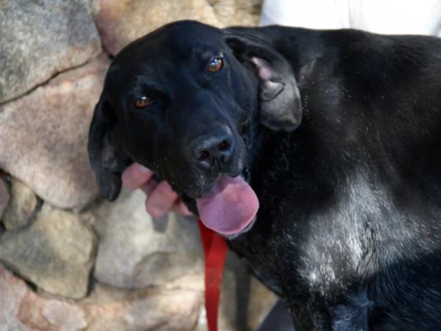 Ringo, schwarz male 4yo Mixed Breed for adoption at ProTier e.V.
