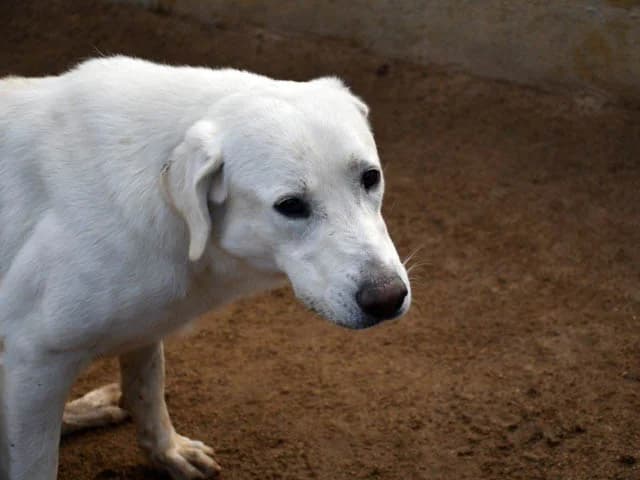 Brando, weiß male puppy Labrador Retriever for adoption at ProTier e.V.