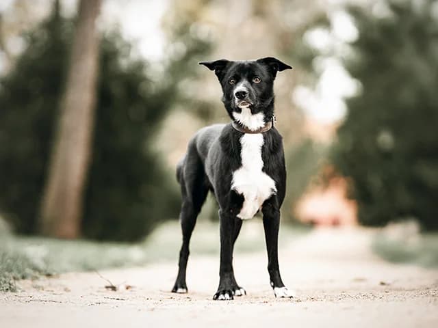 Timo, male Mixed Breed for adoption at ProTier e.V.