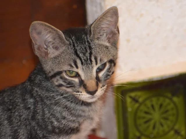 Antonio, male 5yo mixed breed for adoption at ProTier e.V.