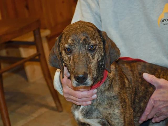Cinzia, female 4yo mixed breed for adoption at ProTier e.V.