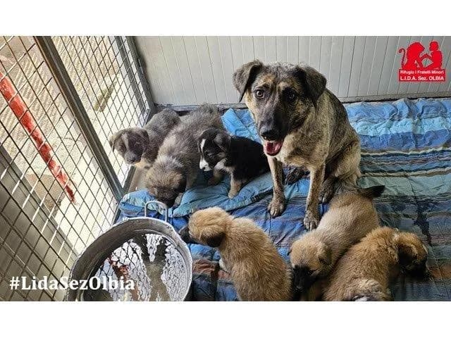 DJ, male young Mixed Breed for adoption at ProTier e.V.