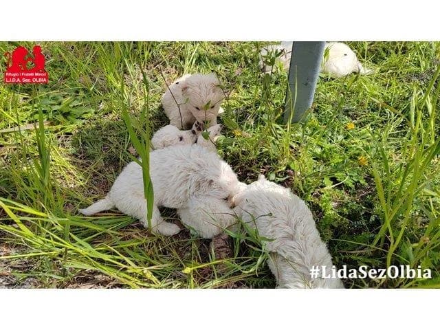 Briciola, female young Mixed Breed for adoption at ProTier e.V.