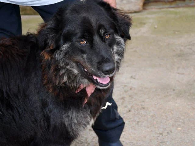 Otis, male 3yo Mixed Breed for adoption at ProTier e.V.