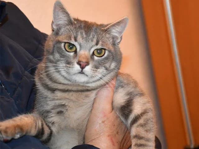 Rubino, male young mixed breed for adoption at ProTier e.V.