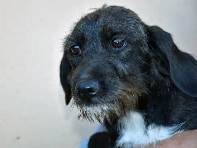 Axa, female young Mixed Breed for adoption at ProTier e.V.