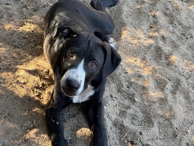 Dado, male young Mixed Breed for adoption at ProTier e.V.