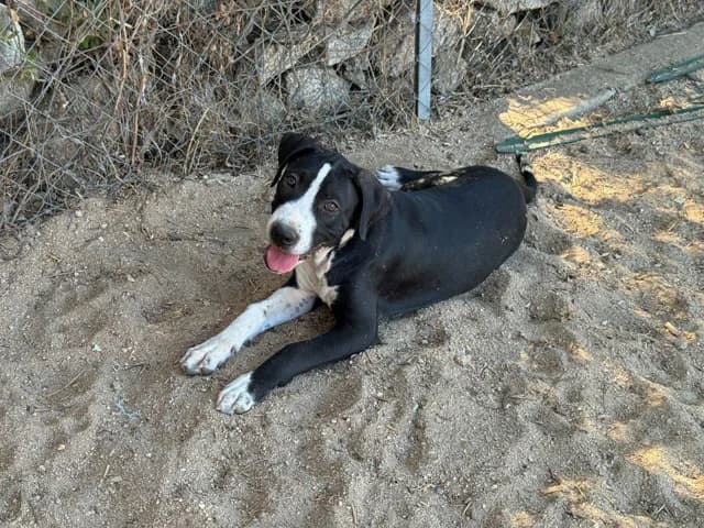 Deo, male young Mixed Breed for adoption at ProTier e.V.