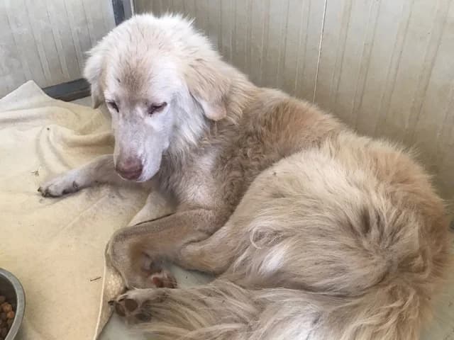 Rocky, male senior mixed breed for adoption at ProTier e.V.