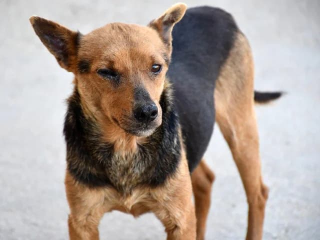 Ghiro, male 5yo Mixed Breed for adoption at ProTier e.V.