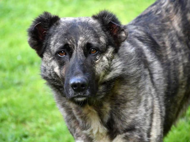 Dedalo, Mixed Breed (ProTier e.V.)