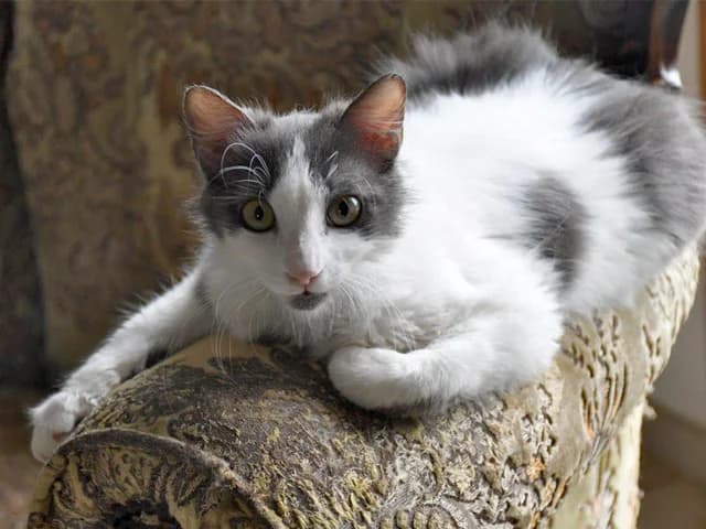 Pioggia, female young mixed breed for adoption at ProTier e.V.