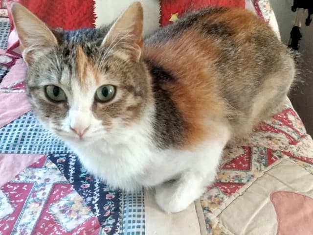 Martina, female young mixed breed for adoption at ProTier e.V.