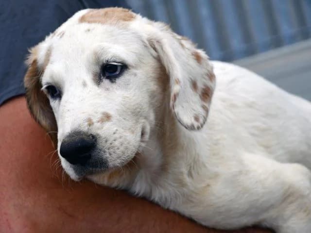 Frisko, male young Mixed Breed for adoption at ProTier e.V.
