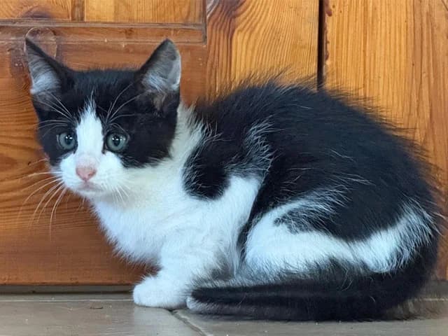 Bergamo, male young mixed breed for adoption at ProTier e.V.