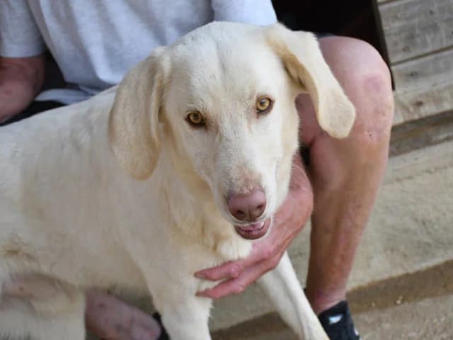 Aron, male 3yo Mixed Breed for adoption at ProTier e.V.