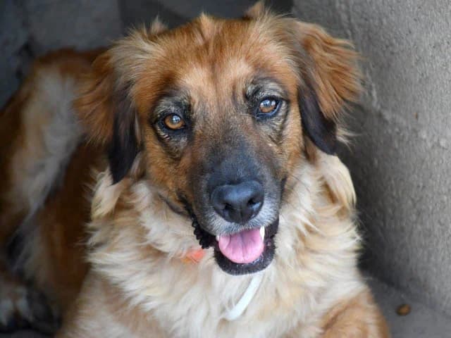 Lulù, female 3yo Mixed Breed for adoption at ProTier e.V.