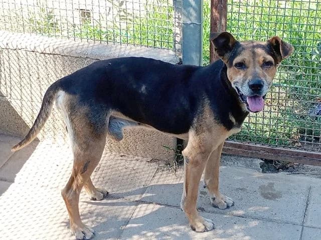 Butz, male senior Mixed Breed for adoption at ProTier e.V.