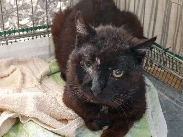 Meaky, male 5yo mixed breed for adoption at ProTier e.V.