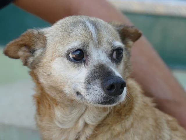 Akita, female senior Mixed Breed for adoption at ProTier e.V.
