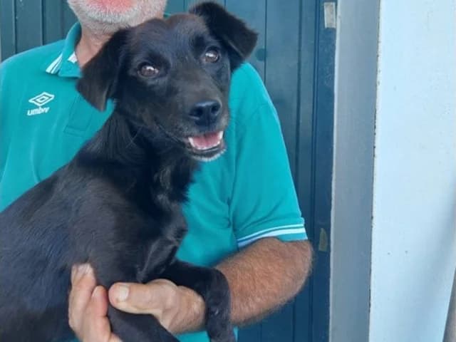 Nerino, male 7yo Mixed Breed for adoption at ProTier e.V.
