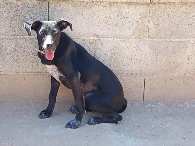 Nerina, female young Mixed Breed for adoption at ProTier e.V.