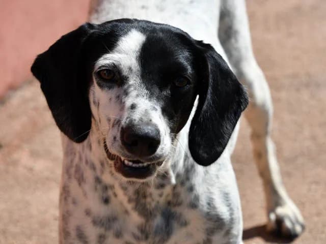 Betty, female young Mixed Breed for adoption at ProTier e.V.