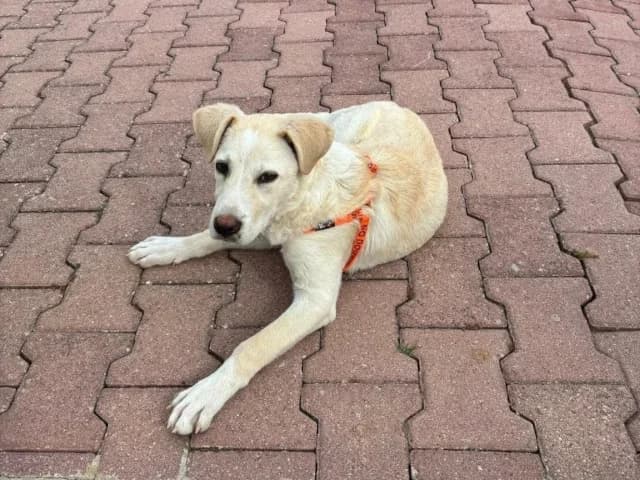 Baran, male puppy Mixed Breed for adoption at ProTier e.V.