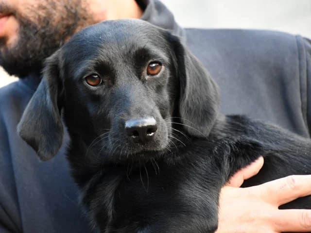 Ciccia, female young Mixed Breed for adoption at ProTier e.V.