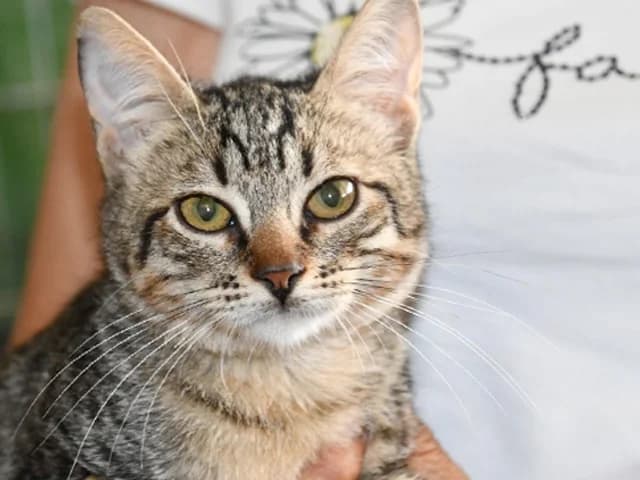 Petra, female young mixed breed for adoption at ProTier e.V.