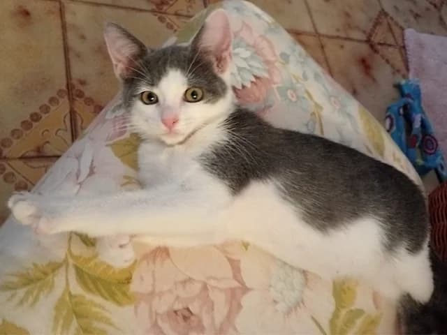 Sole, male puppy mixed breed for adoption at ProTier e.V.