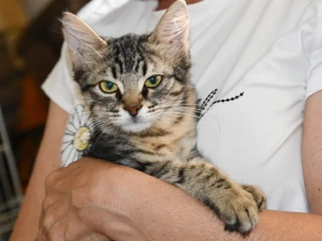 Pamela, female young European Shorthair for adoption at ProTier e.V.