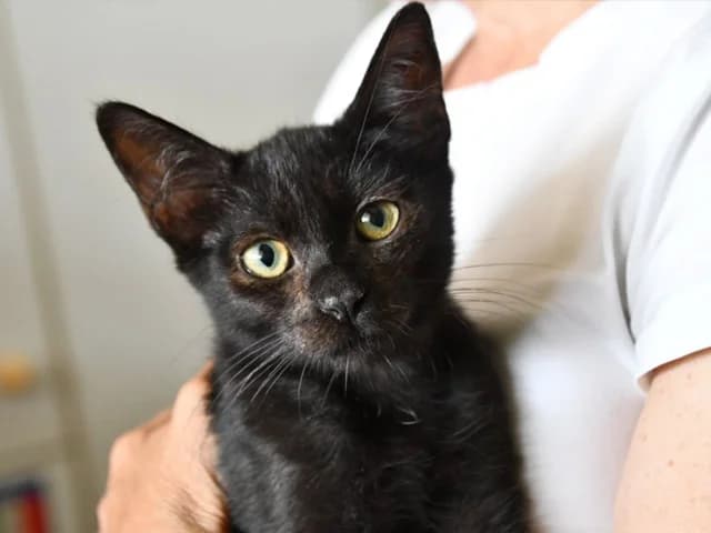 Pascal, male young mixed breed for adoption at ProTier e.V.