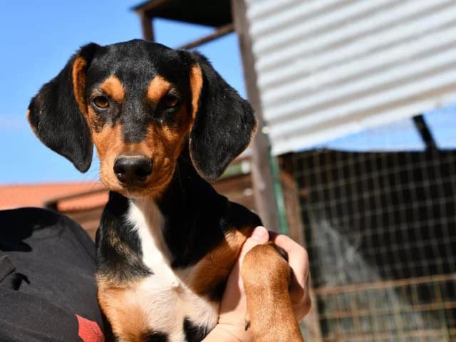 Xenon, male puppy Mixed Breed for adoption at ProTier e.V.
