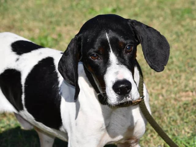 Ash, male senior Mixed Breed for adoption at ProTier e.V.
