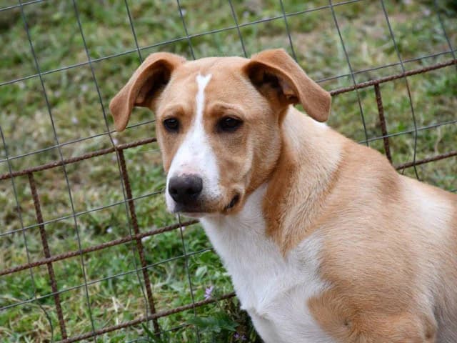 Pippo, male young Mixed Breed for adoption at ProTier e.V.